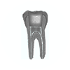 Root Canals